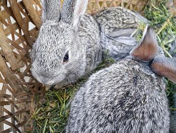 《命运2》新枪被指抄袭 Bungie回应称正在调查